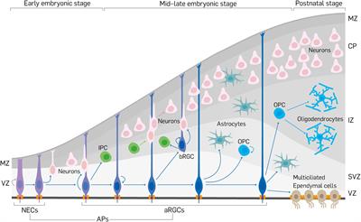 Regulation of Cell Delamination During Cortical Neurodevelopment and Implication for Brain Disorders